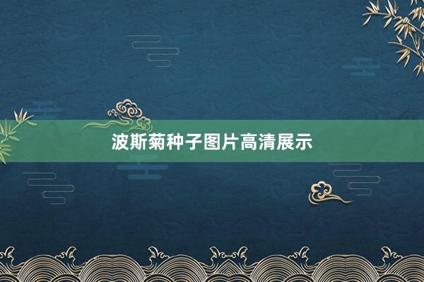 波斯菊种子图片高清展示