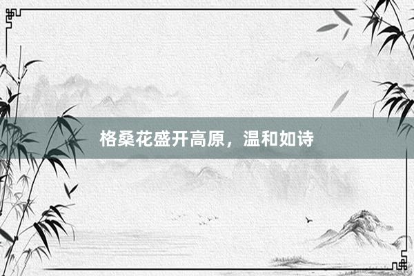格桑花盛开高原，温和如诗