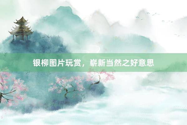 银柳图片玩赏，崭新当然之好意思
