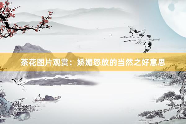 茶花图片观赏：娇媚怒放的当然之好意思